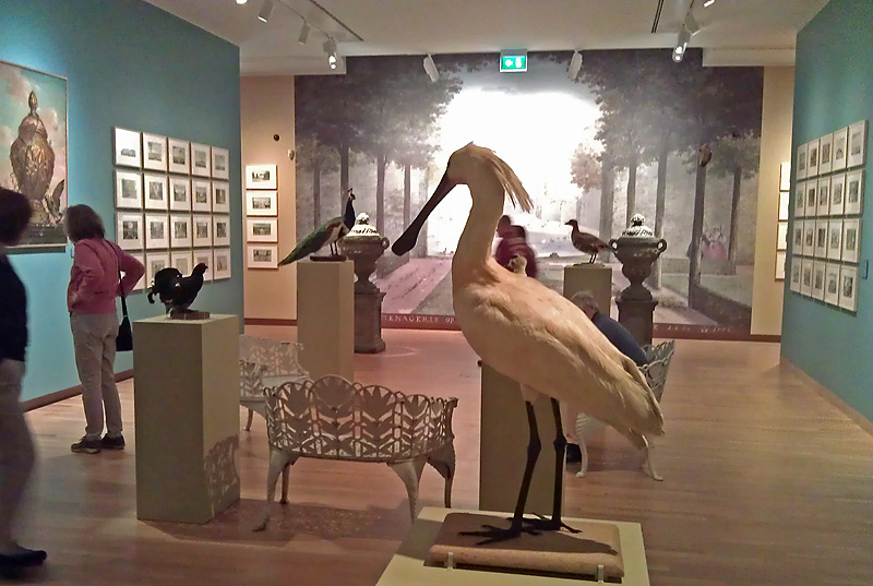 Lepelaar in het Dordrechts Museum