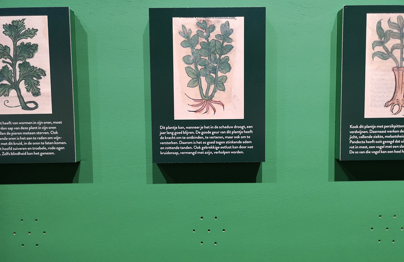 Zoek geur en beschrijving van een kruid bij elkaar! Foto auteur