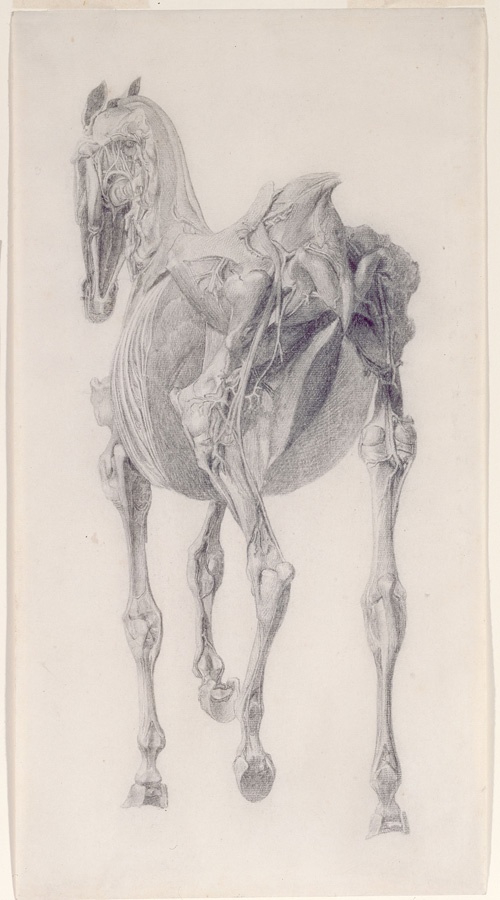 George Stubbs, Studie voor De Vijftiende Anatomische Tabel voor de Spieren van het Paard
