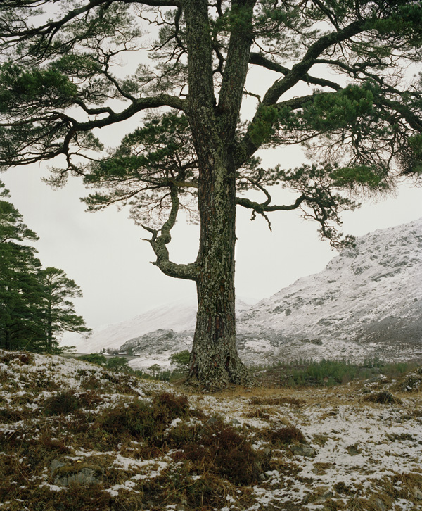BOREALIS Schotland, februari 2017 - Boreal tree # 25 © Jeroen Toirkens - Courtesy Kahmann Gallery